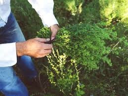 Oregano dried, wild and organic, best quality 60gm