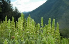 Mountain tea, Shepherd's Tea, wild organic bunch sideritis scardica ironwort handpicked from the Greek mountains 20g