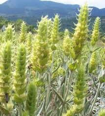 Mountain tea, Shepherd's Tea, wild organic bunch sideritis scardica ironwort handpicked from the Greek mountains 20g