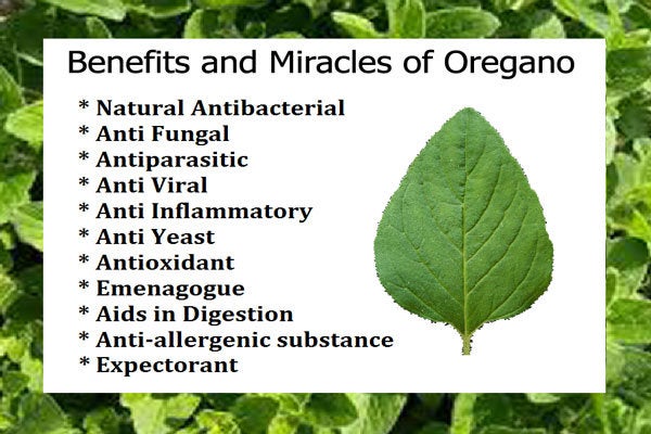 Oregano dried, wild and organic, best quality 60gm