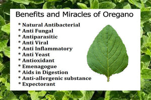 Oregano dried, wild and organic, best quality 60gm