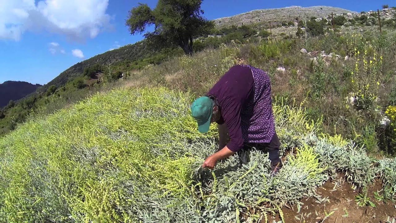 Mountain tea, Shepherd's Tea, wild organic bunch sideritis scardica ironwort handpicked from the Greek mountains 20g