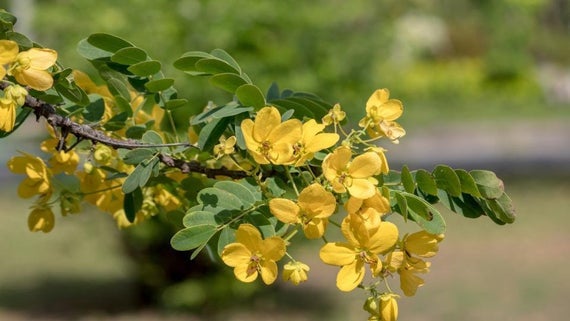 Senna pods, Senna Makki, organic, great quality, 30gm ships from Montreal