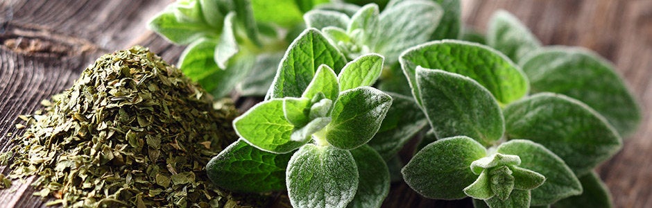 Oregano dried, wild and organic, best quality 60gm