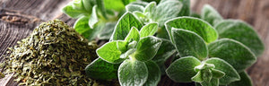 Oregano dried, wild and organic, best quality 60gm