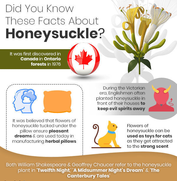 Honeysuckle dried buds organic natural, woodbine, Jin Yin Hua, Japanese Honeysuckle, Honeysuckle dried blossoms, Honeysuckle Healthy tea 35g