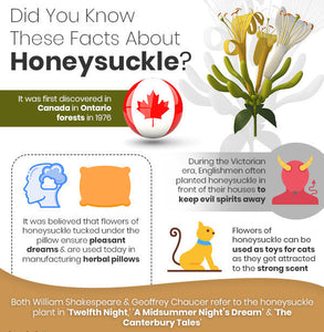 Honeysuckle dried buds organic natural, woodbine, Jin Yin Hua, Japanese Honeysuckle, Honeysuckle dried blossoms, Honeysuckle Healthy tea 35g