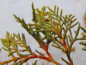 Juniper dried organic great quality and amazing aroma from Quebec,  50 gm