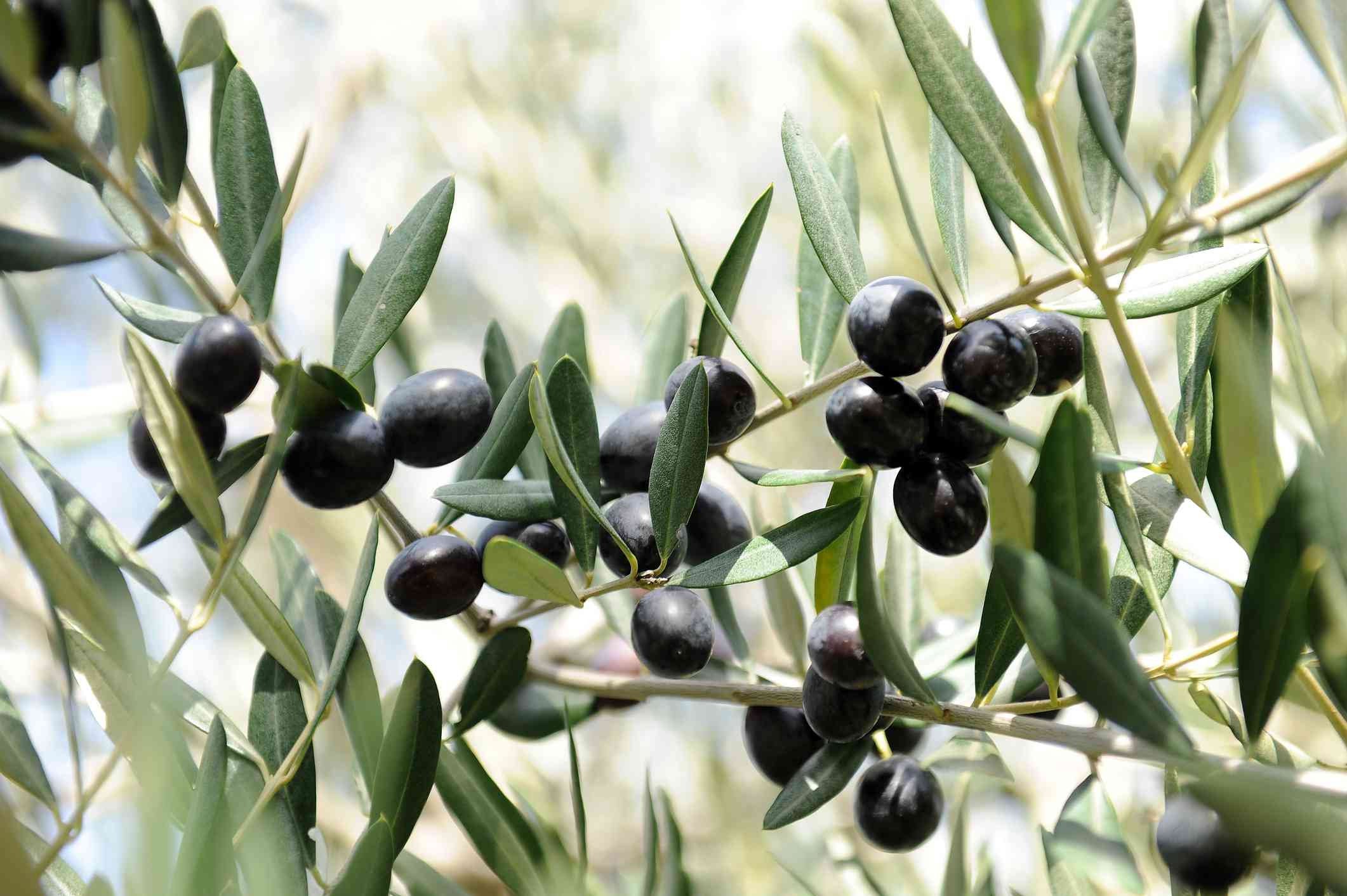Olive whole leaves, organic, great quality, 50gm ships from Montreal