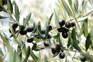Olive whole leaves, organic, great quality, 50gm ships from Montreal