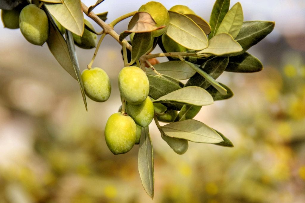 Olive whole leaves, organic, great quality, 50gm ships from Montreal