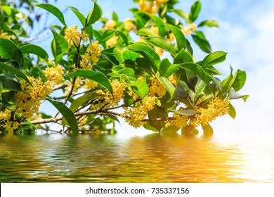 Osmanthus dried flowers 30gm, great quality, ships from Montreal