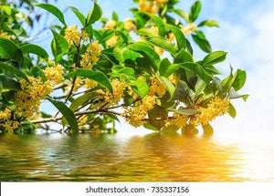 Osmanthus dried flowers 30gm, great quality, ships from Montreal
