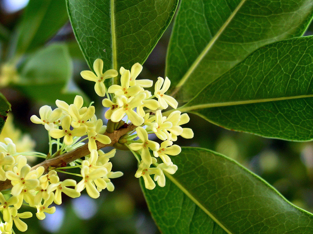 Osmanthus dried flowers 30gm, great quality, ships from Montreal