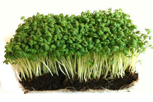 Cress seeds, watercress seeds, Garden cress seeds, Aliv seeds, Haleen seeds, Halim seeds, Cressonnette great quality 50g ships from Montreal