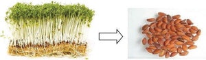Cress seeds, watercress seeds, Garden cress seeds, Aliv seeds, Haleen seeds, Halim seeds, Cressonnette great quality 50g ships from Montreal