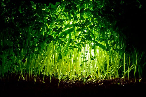 Cress seeds, watercress seeds, Garden cress seeds, Aliv seeds, Haleen seeds, Halim seeds, Cressonnette great quality 50g ships from Montreal