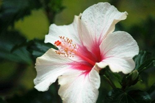 White Hibiscus dried Flower and Petals, sorrel, organic 100% natural no preservatives. Premium Quality, dispatched from Montreal